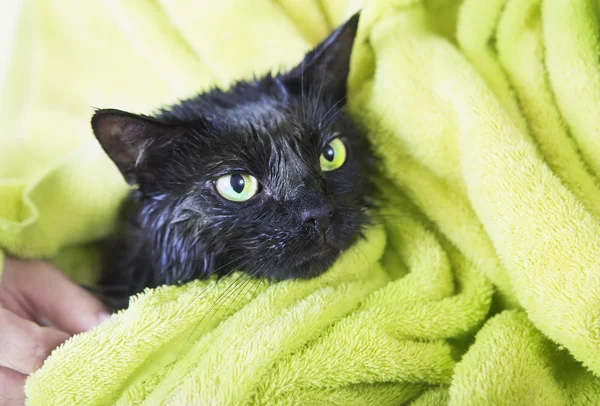 Nero carino bagnato gatto dopo un bagno — Foto Stock