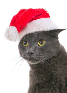 Christmas cat - Gri kedi Noel Baba, Noel Baba h ile Noel evde beslenen hayvan