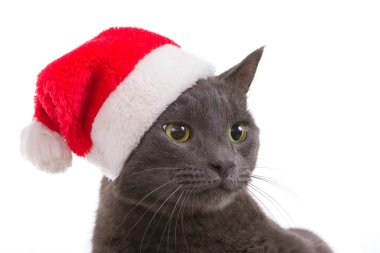 Christmas cat - Gri kedi Noel Baba, Noel Baba h ile Noel evde beslenen hayvan