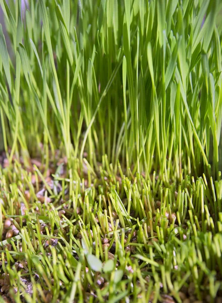 Brotos verdes de trigo, uma dieta de alimentos crus, crescendo — Fotografia de Stock