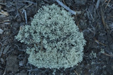 Moss (Kuzey Ren geyiği) ormanda