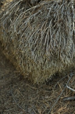 Güzel kuru çam dal, bir sonbahar orman unsurları tayga