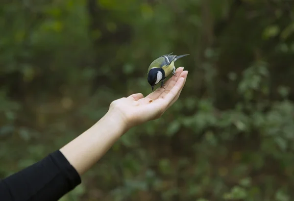 Chickadee eet met palmen, vogel zat op een vrouw Hand en Ea — Stockfoto