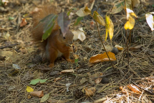 Ardilla comiendo nuez en un bosque de otoño — Foto de Stock