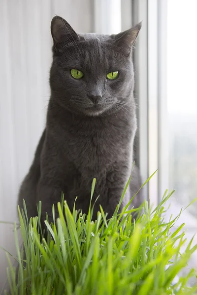 Cute Cat s pšeničné zelené výhonky, tráva — Stock fotografie