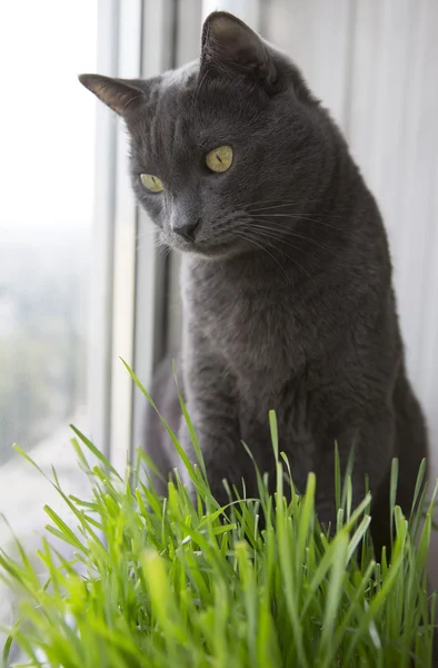 Lindo gato con brotes de trigo verde, hierba creciendo — Foto de Stock