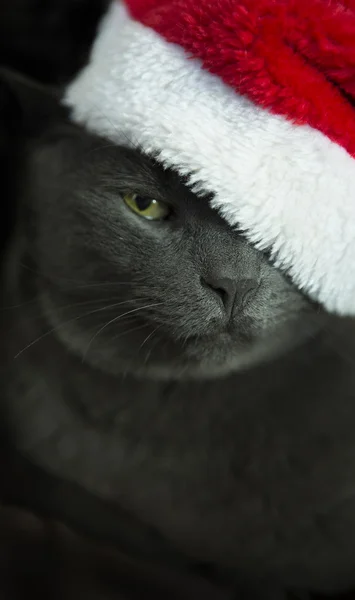 Christmas Cat - Gray Cat Santa, Christmas Pet with Santa Claus H — Stock Photo, Image