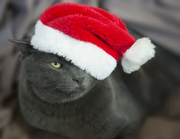 Christmas cat - Gri kedi Noel Baba, Noel Baba h ile Noel evde beslenen hayvan — Stok fotoğraf