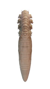 Demodex Folliculorum yakın çekim izole. Demodicosis