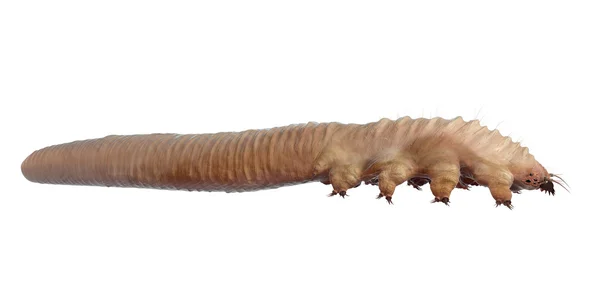 Demodex Folliculorum yakın çekim izole. Demodicosis