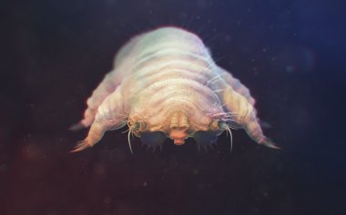 Demodex Folliculorum yakın çekim. Demodicosis