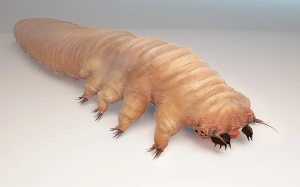 Demodex Folliculorum aproape. Demodicoza — Fotografie, imagine de stoc