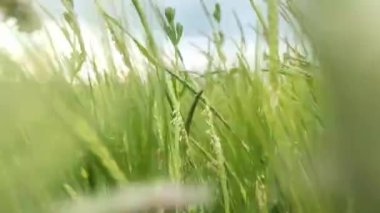 Uzun otların arasında hareket ediyor. Çimenli düzlüklerden ve bitkilerden geçen POV Sahnesi.