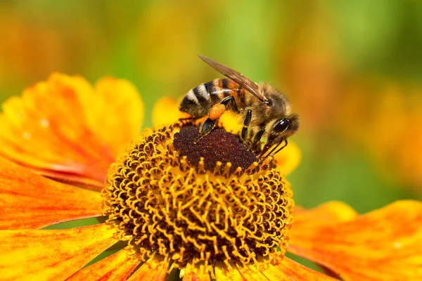 Portakal çiçeğinin üzerindeki bal arısının detaylı görüntüsü.