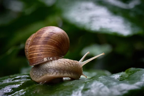 Snigel glider på gröna löv. Stor vit blötdjurssnigel med brunt randigt skal. — Stockfoto