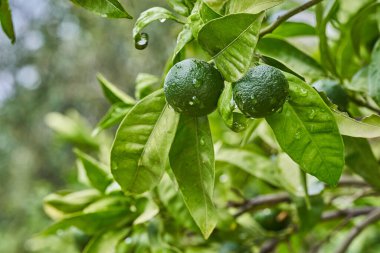 Green tangerines on a branch with leaves after rain. clipart
