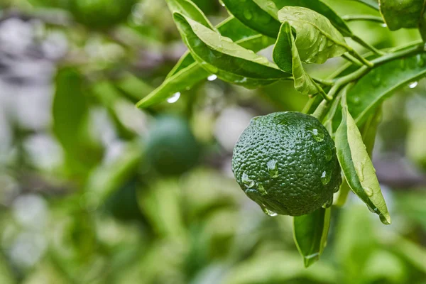 Grüne Mandarinen auf einem Zweig mit Blättern nach dem Regen. — Stockfoto