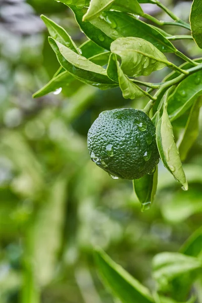 Grüne Mandarinen auf einem Zweig mit Blättern nach dem Regen. — Stockfoto