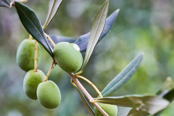 Oliven am Baum hängen an einem Ast nach einem frischen Sommerregen — Stockfoto