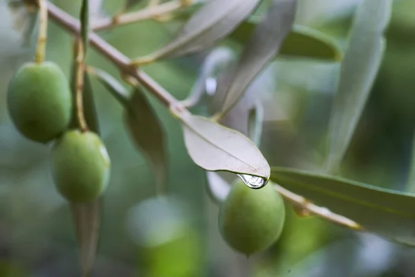 Azeitonas na árvore penduradas em um galho depois de uma chuva fresca de verão — Fotografia de Stock