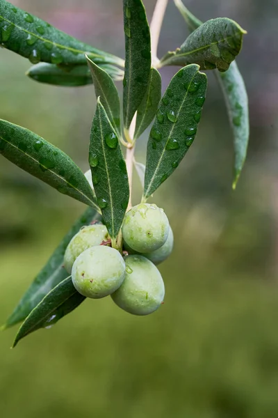 Azeitonas na árvore penduradas em um galho depois de uma chuva fresca de verão — Fotografia de Stock