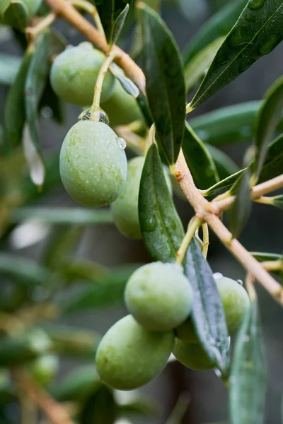 Aceitunas en el árbol que cuelgan de una rama después de una lluvia fresca de verano — Foto de Stock
