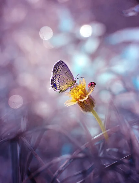 Einsamer Schmetterling Auf Den Gelben Blumen — Stockfoto