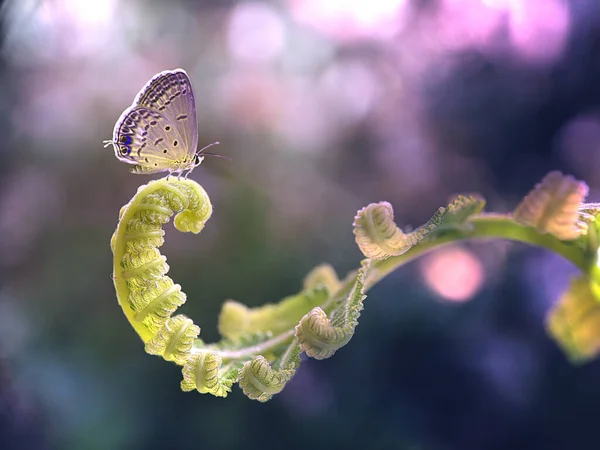 Mariposa Solitaria Curva Deja —  Fotos de Stock