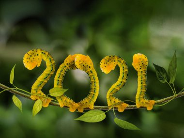 2021 tırtıl pozu, mutlu yıllar.