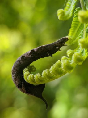 Yeşil yaprağın üzerindeki küçük arı