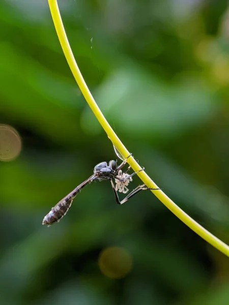 Kleine Robbervlieg Die Springende Spin Opeet — Stockfoto
