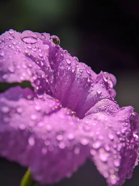 Φρέσκο Και Πεσμένο Νερό Στα Ροζ Λουλούδια — Φωτογραφία Αρχείου