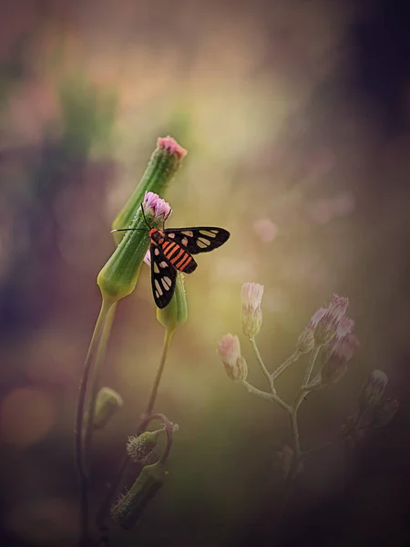 滑らかな花にかわいい蝶 — ストック写真