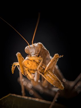 Avcı peygamber devesi çekirge yiyor.