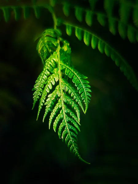 Tropical leave in dark background