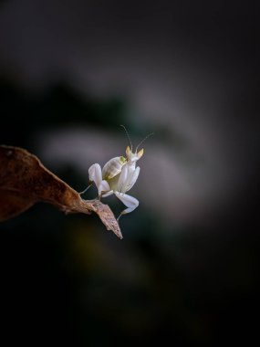 Güzel küçük orkide dua eden peygamber devesi