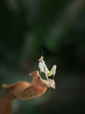 Güzel küçük orkide dua eden peygamber devesi