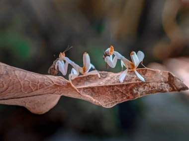 Twin little orchid praying mantis eating a fly clipart