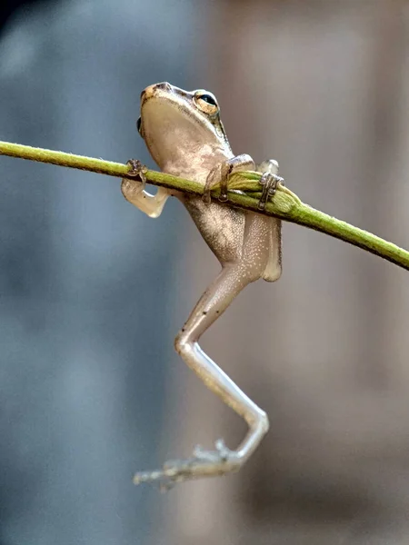 Katak Pohon Kecil Daun Dengan Latar Belakang Kabur — Stok Foto