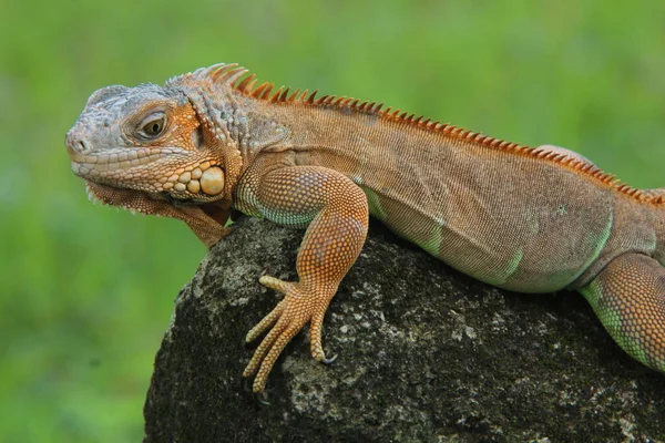 Belle Iguana Debout Sur Rocher — Photo