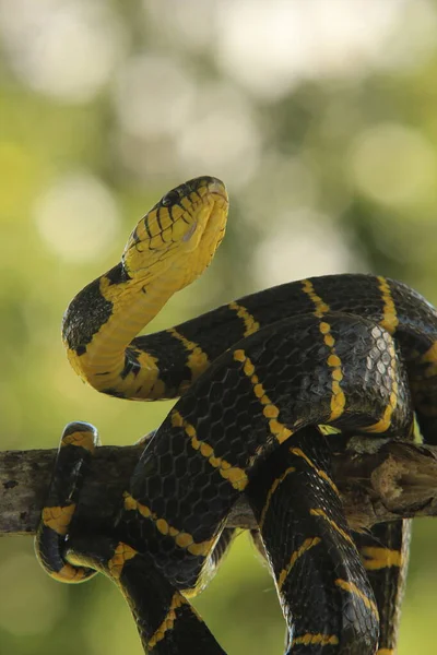 Serpiente Rayada Negra Amarilla Sobre Fondo Natural — Foto de Stock