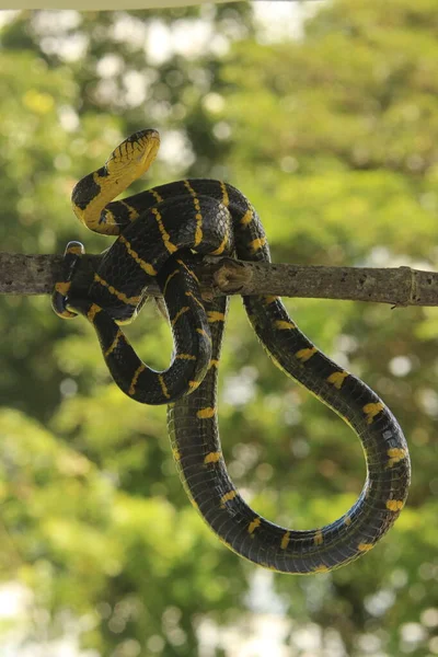 Cobra Listrada Preta Amarela Fundo Natureza — Fotografia de Stock