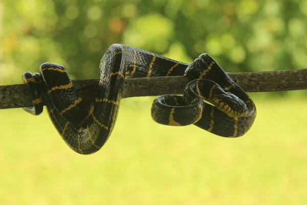 Μαύρο Και Κίτρινο Ριγέ Φίδι Στο Φόντο Της Φύσης — Φωτογραφία Αρχείου