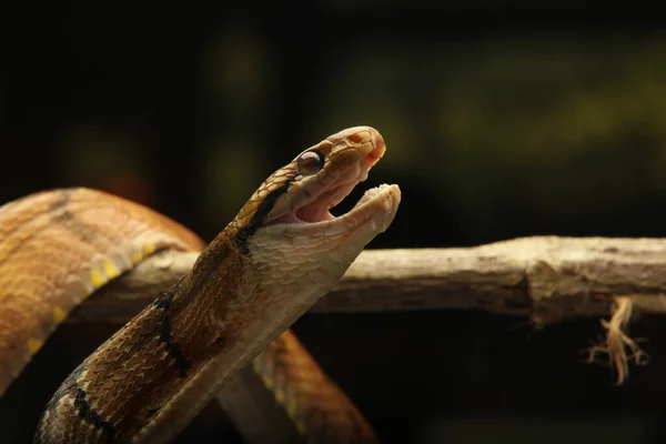 Cabeza Serpiente Rata Árbol — Foto de Stock