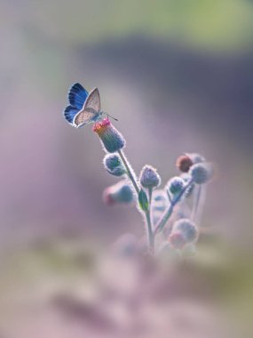 Baeutiful butterfly on the flower with soft color