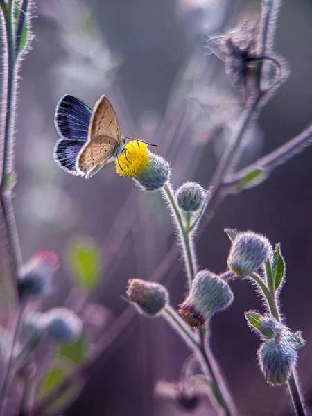 Schöner Schmetterling Auf Der Gelben Blume — Stockfoto