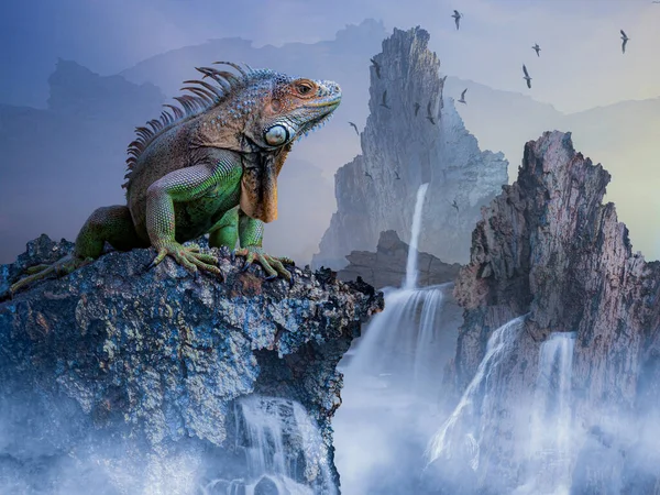 Harikalar Diyarında Duran Renkli Iguana — Stok fotoğraf