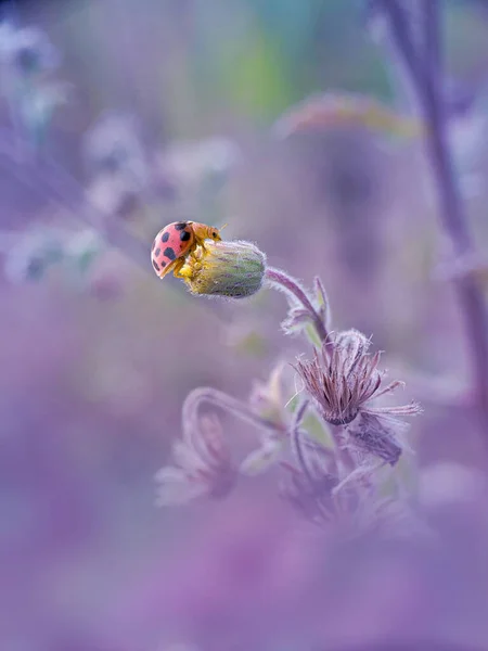 Schöne Marienkäfer Auf Der Gelben Blume — Stockfoto