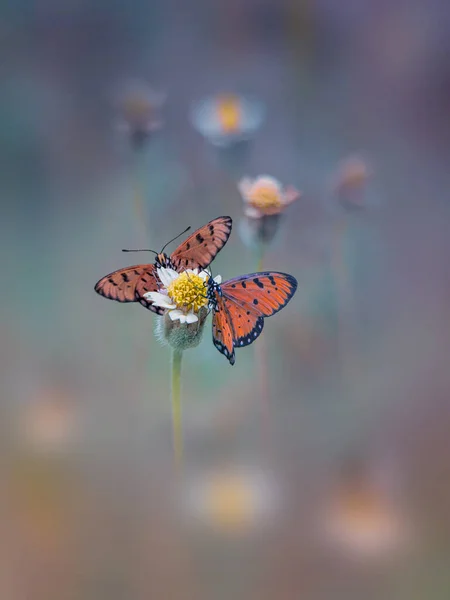 Бабочка Близнец Лителе Желтый Цветок — стоковое фото
