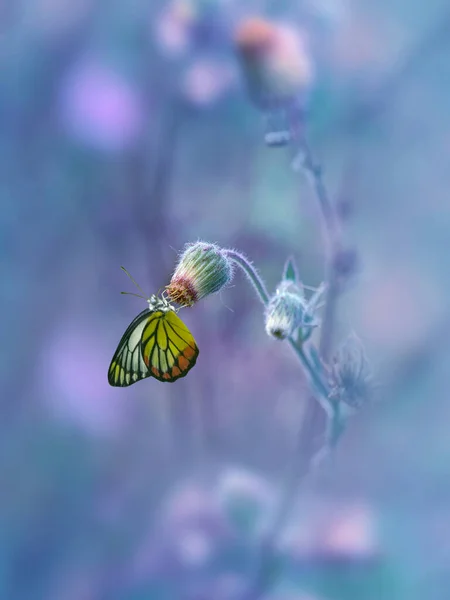 柔らかいトーンで花にモナーク蝶 — ストック写真